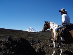 Pferd vor Villarrica, auf einer Reittour im Nationalpark in Chile